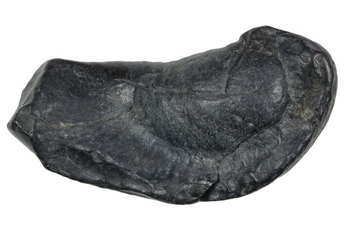 Large Fossil Whale Ear Bone - South Carolina #352636